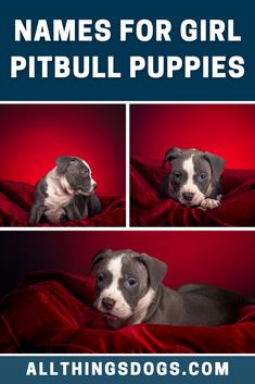 If you believe your new female Pitbull puppy is destined for great things, give her a name to match. Amelia, after Amelia Earhart, the first female pilot to journey across the Atlantic Ocean solo could be a great start. Check out others in our list of girl Pitbull names. #pitbullnames #girlpitbullnames #pitbull Girl Pitbull Names, Pitbull Puppy Names, Puppy Girl Names, White Pitbull Puppies, Girl Dog Names Unique, Pitbull Dog Names, American Pitbull Dog