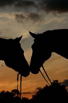 two horses face each other as the sun sets