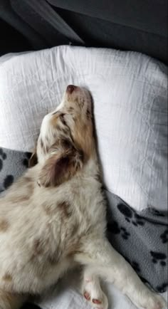 a small dog laying on top of a bed next to a white and black blanket