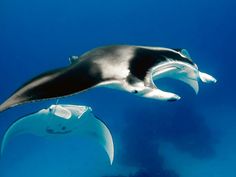 a large black and white dolphin swimming in the ocean