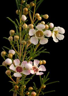 some white and pink flowers on a black background