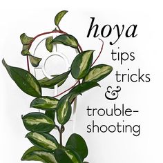 there is a plant with green leaves on it and the words hoya tips, tricks & trouble - shooting