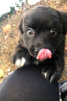 a small black dog sticking its tongue out