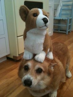 a brown and white dog sitting on top of a stuffed animal