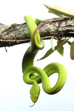 a green snake hanging from a tree branch