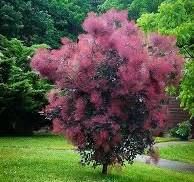 a pink tree in the middle of a park