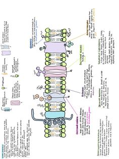 a diagram showing the structure and functions of an animal's food webpages