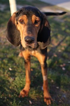 a brown and black dog standing on top of a grass covered field