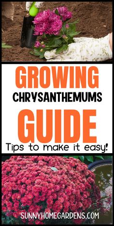 Explore the best perennials for fall with tips on growing chrysanthemums. Learn about planting mums, chrysanthemum care, and creating stunning autumn planters. Ideal for container gardening and beginner gardeners, these tips will help you create a vibrant fall garden.