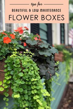 flowers in flower boxes with text overlay that reads tips for beautiful low maintenance flower boxes