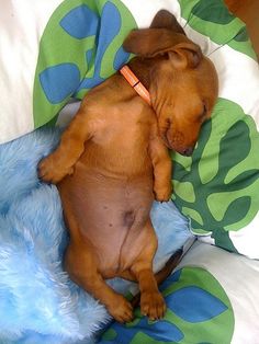 a small brown dog laying on top of a blue and green bed spread with pillows