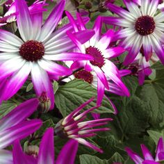 purple and white flowers with green leaves in the background