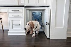 a dog that is standing in an open door