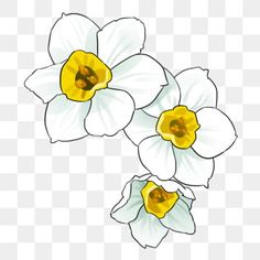 three white and yellow daffodils on a transparent background