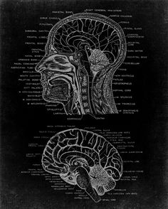 an old diagram of the human head and brain