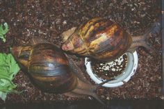 two snails are eating out of a bowl