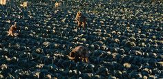 an aerial view of a large field full of broccoli with animals in the background