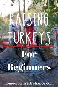 three turkeys with the words raising turkeys for beginners