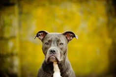 a dog is holding a bone in its mouth