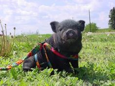 a small black pig laying on top of a lush green field