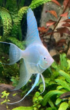 a blue fish swimming in an aquarium filled with plants and other aquatic life that is mostly green