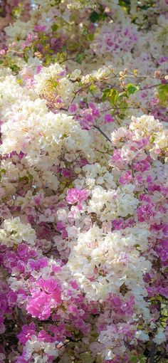 pink and white flowers blooming in the sun