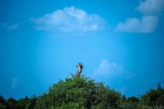 two giraffes are standing on top of trees