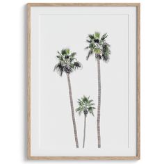 A fine art boho style palm tree print. This palm trees photo was taken in Palm Springs but these palm trees are the same California beach palm trees you can see along the California coast making it a perfect summer coastal or beach print. Palm Tree Photography, Wow Photo, Spring Wall Art, Desert Mountains, Palm Trees Beach, Tree Photography, Palm Tree Print, Family Print, Frame Matting