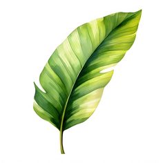 a green leaf is shown on a white background