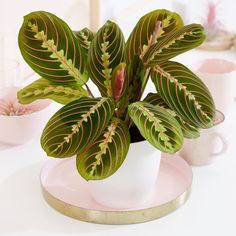 a potted plant sitting on top of a white plate