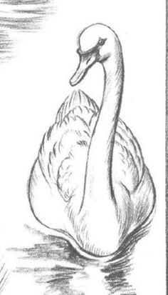 a drawing of a swan swimming in the water