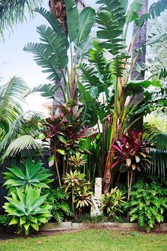 tropical garden with palm trees and other plants