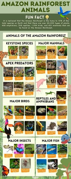 the amazon rainforest is full of animals, plants and other things that can be found in this