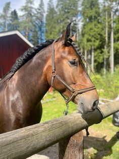 a brown horse standing next to a wooden fence