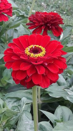 two red flowers with green leaves in the background