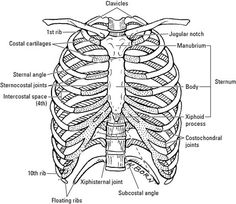 diagram of the human rib cage