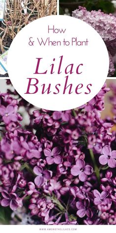 purple flowers with the words how and when to plant lilac bushes in them