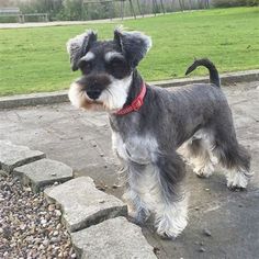 a small gray and white dog standing on top of a stone walkway next to a park