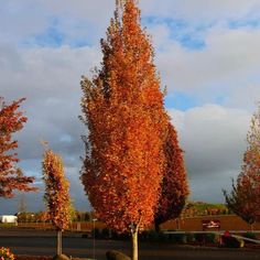 an orange tree in the middle of a parking lot with lots of leaves on it