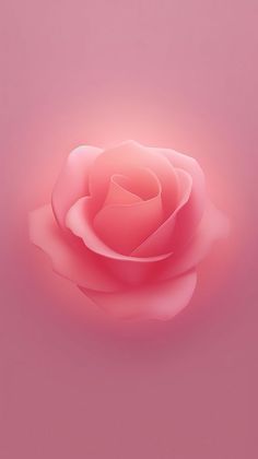 a single pink rose on a pink background