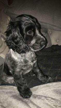 a black and white dog sitting on top of a bed