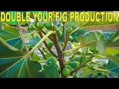 a close up of a plant with green leaves and the words double your fig production