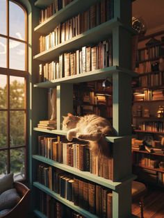 a cat laying on top of a bookshelf in a room filled with lots of books