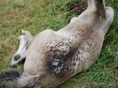 a white and brown horse laying on its back in the grass with it's legs spread out