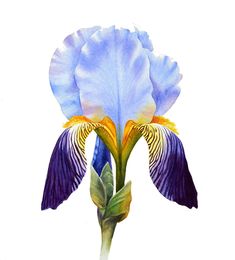 a watercolor painting of a blue iris flower