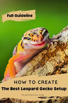 a gecko sitting on top of a tree branch with the text how to create the best leopard gecko setup