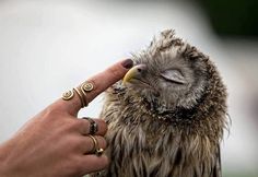 an owl is being petted by someone's hand with rings on their fingers