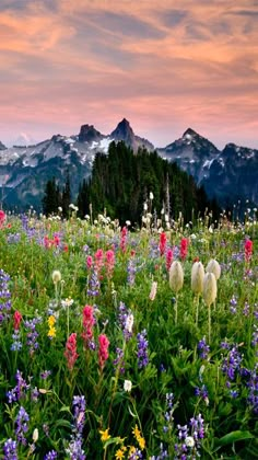 wildflowers and other flowers are in the foreground with mountains in the background