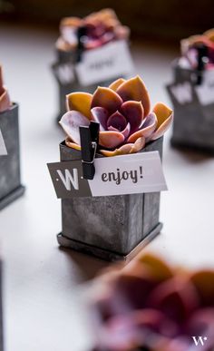 small pots with succulents in them sitting on a table that says enjoy