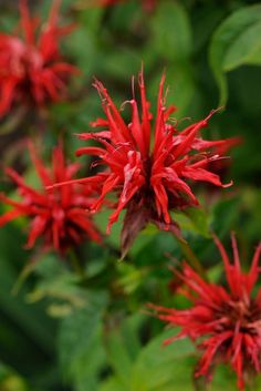 red flowers with green leaves in the background